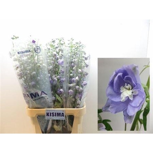 Delph Du Mag F Lavendel