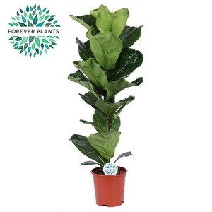 Ficus Lyrata 1pp