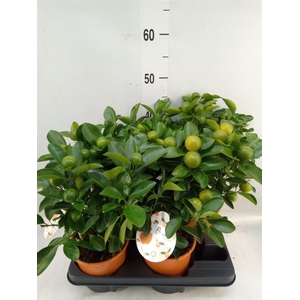 Citrofortunella mic.