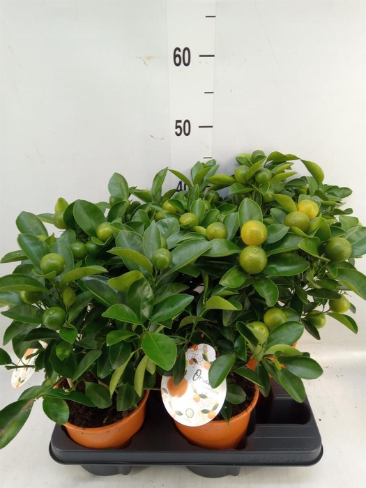 <h4>Citrofortunella mic.</h4>