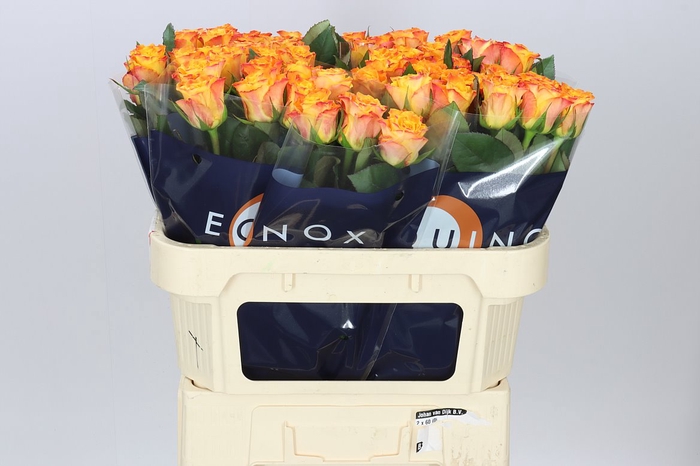 <h4>Rosa Gr Marie-claire!</h4>