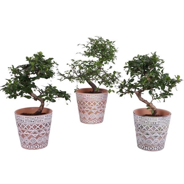 <h4>Bonsai Indoor Mix Ø12cm S-Shape in Ø 14cm Ceramic Pot Maya</h4>