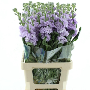 Matth Incana Iron Marine