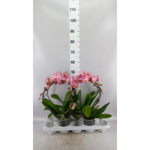 Phalaenopsis   ...