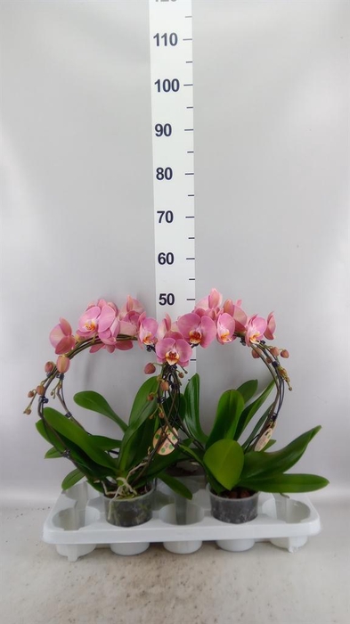 <h4>Phalaenopsis   ...</h4>