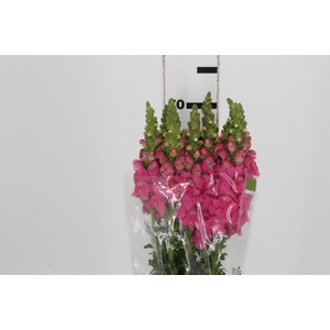 BOCA DE LEAO UBIRA ROSE 070 CM