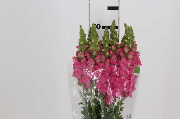 <h4>BOCA DE LEAO UBIRA ROSE 070 CM</h4>