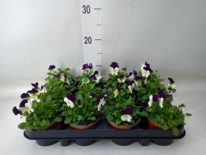 <h4>Viola corn. 'Evo Mini White Purple'</h4>