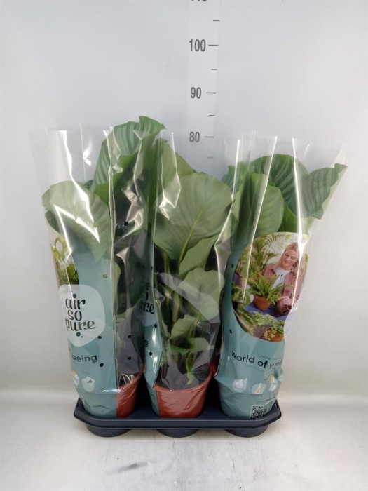 <h4>Calathea orbifolia</h4>