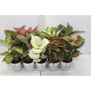 AGLAONEMA VARIADA P12