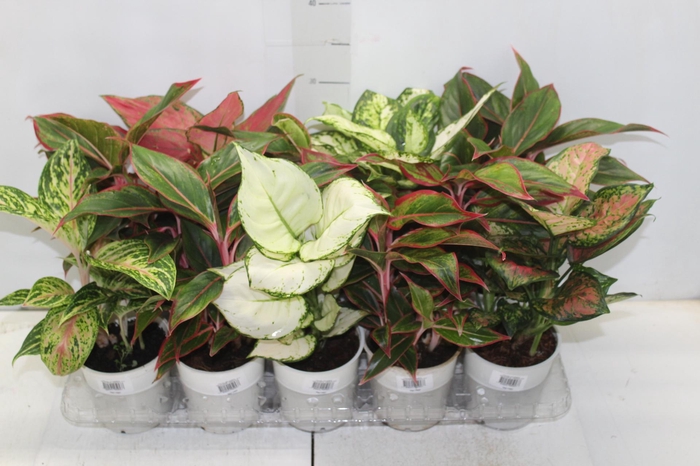 <h4>AGLAONEMA VARIADA P12</h4>