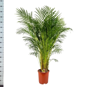 DYPSIS LUTESCENS