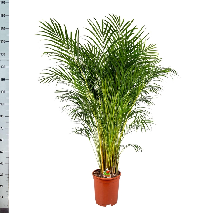 <h4>DYPSIS LUTESCENS</h4>