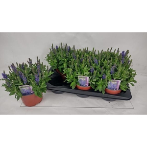 SALVIA NE SE DP BLUE