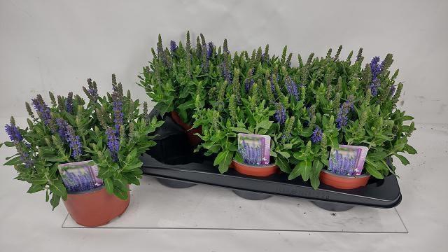 <h4>SALVIA NE SE DP BLUE</h4>