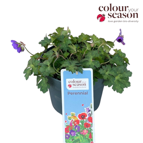 <h4>Geranium Bloom Me Away</h4>