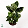 Dieffenbachia Reflector 17Ø 65cm