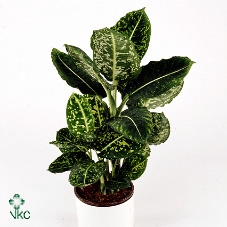 Dieffenbachia  'Reflector'