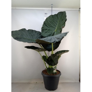 Alocasia  'Regal Shields'