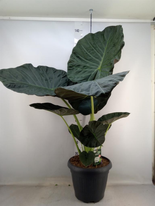 <h4>Alocasia  'Regal Shields'</h4>