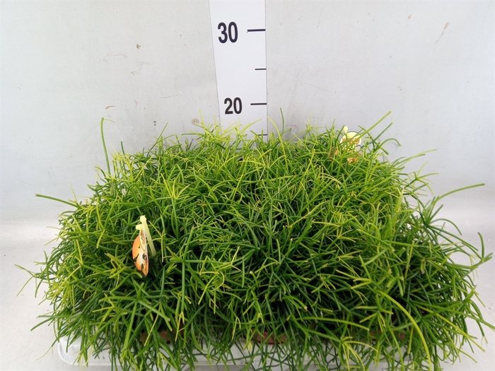 <h4>Rhipsalis cassutha</h4>