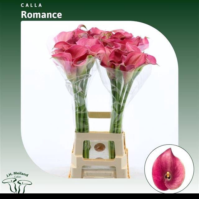 <h4>ZANT CAPT ROMANCE</h4>