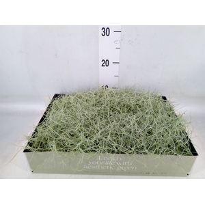 Tillandsia usneoides