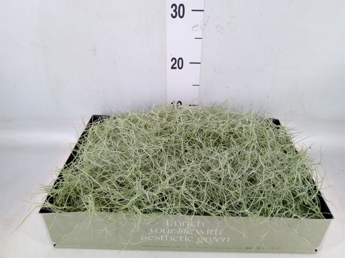 <h4>Tillandsia usneoides</h4>