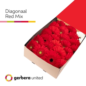 Gerbera Mix Rood Doos
