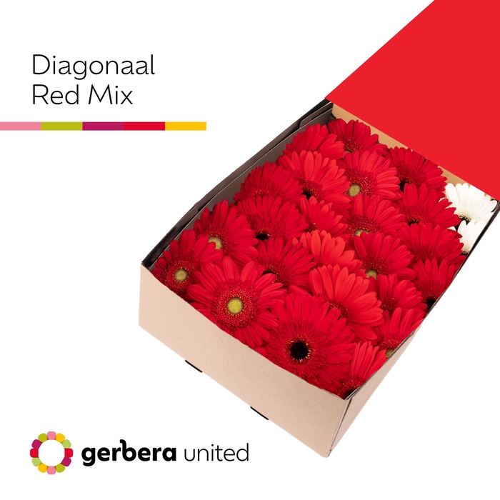 Gerbera Mix Rood Doos