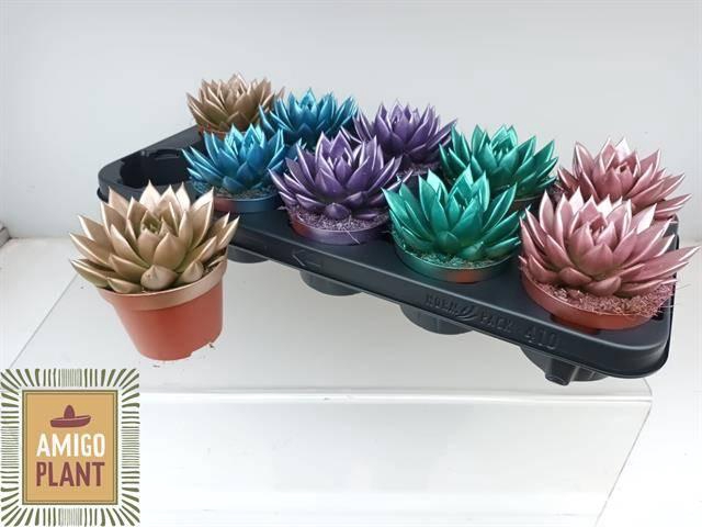 <h4>ECHEV MIRANDA</h4>