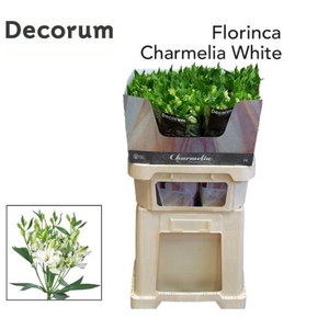 ALST FL CHARME WHITE