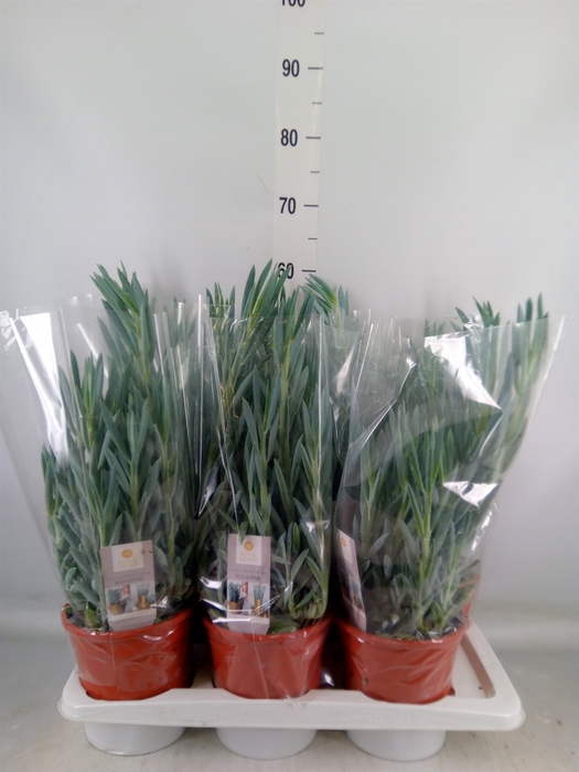 <h4>Curio ficoides 'Mount everest'</h4>