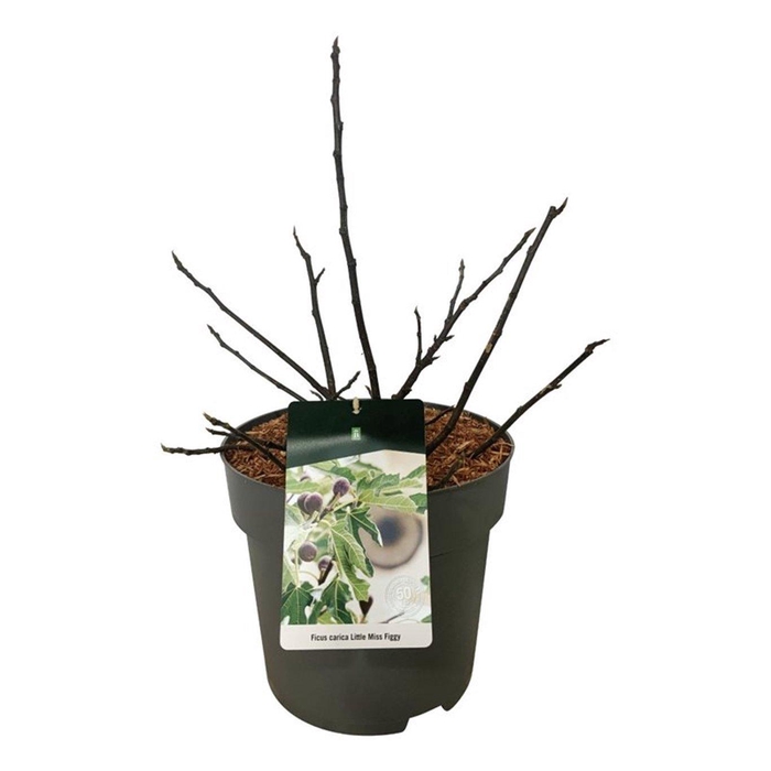 <h4>Ficus car. Little Miss Figgy (R)</h4>