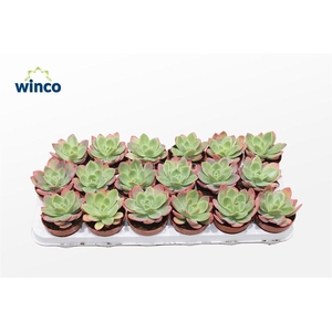 Echeveria Luella (red)