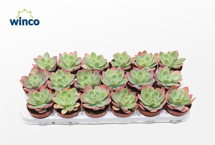 Echeveria Luella (red)