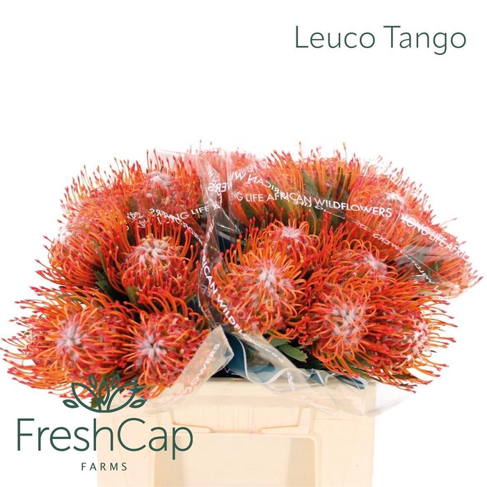 <h4>LEUCO CO TANGO</h4>