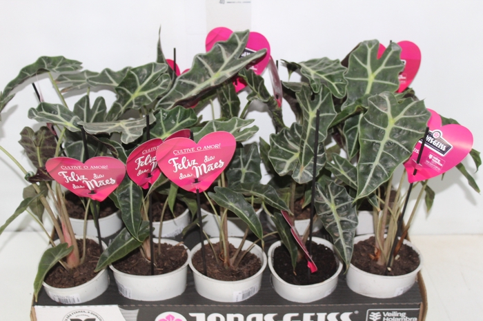<h4>ALOCASIA POLLY P12</h4>