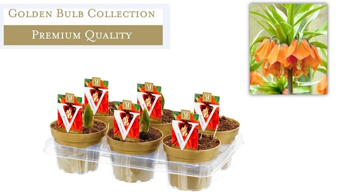 <h4>Fritillaria imp</h4>