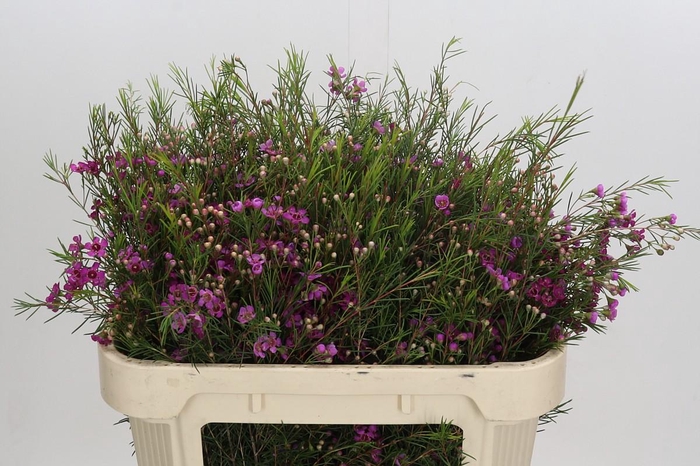 <h4>Chamelaucium Eden</h4>