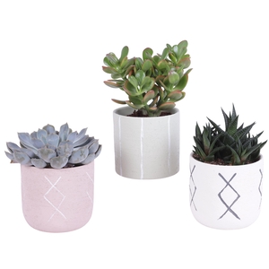 Succulenten mix 12 cm in tuvalu pot