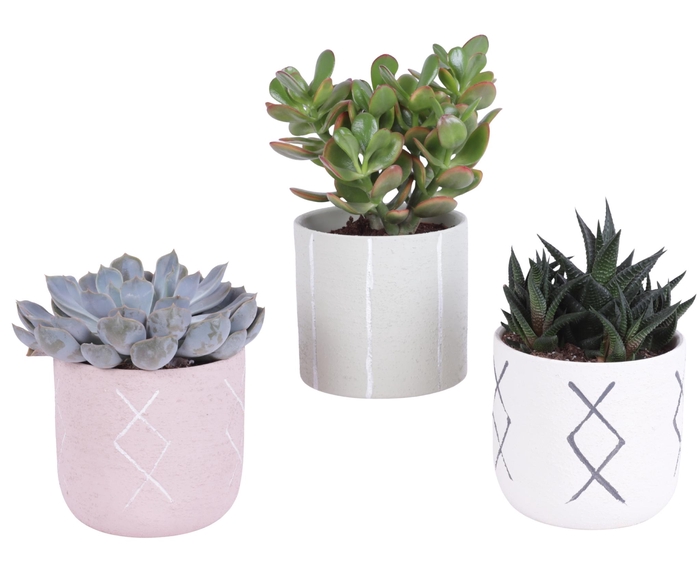 <h4>Succulenten mix 12 cm in tuvalu pot</h4>