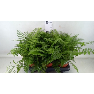 Asplenium  'Parvati'