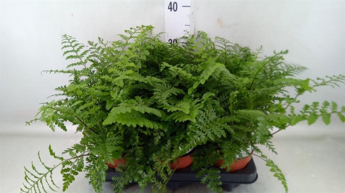 <h4>Asplenium  'Parvati'</h4>