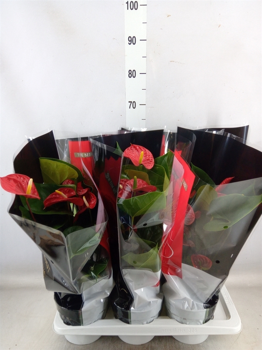 <h4>Anthurium andr. 'Madural'</h4>