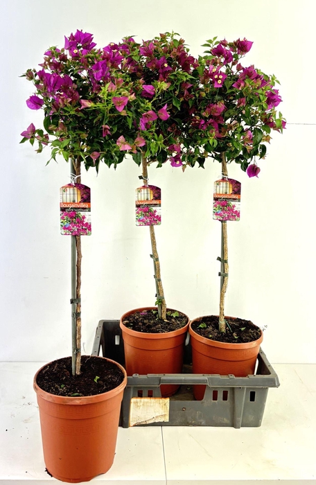 <h4>Bougainvillea Sanderiana</h4>