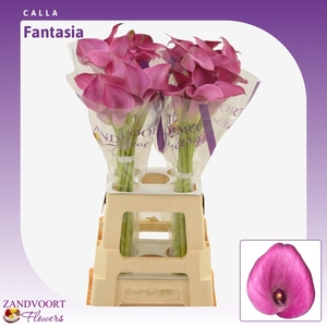 Calla Fantasia