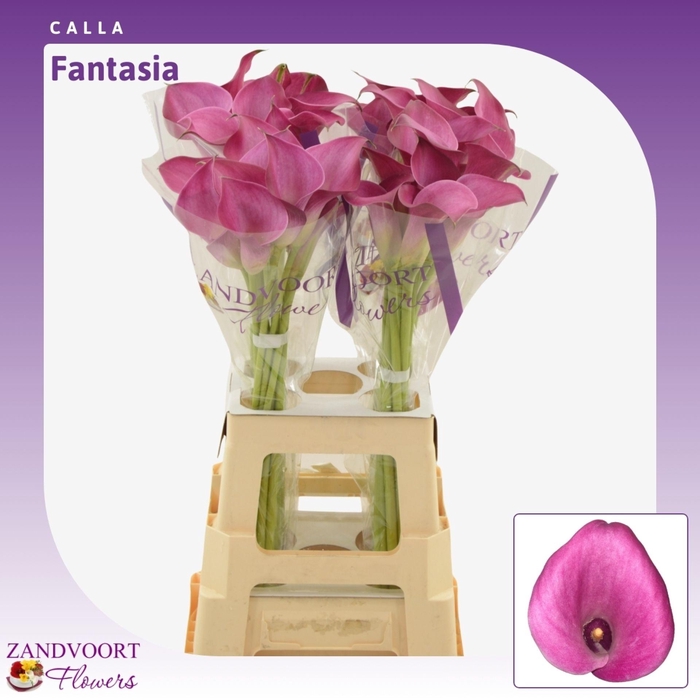<h4>Calla Fantasia</h4>