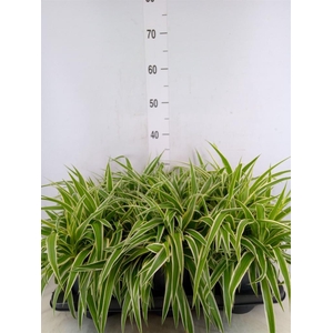 Chlorophytum com. 'Ocean'