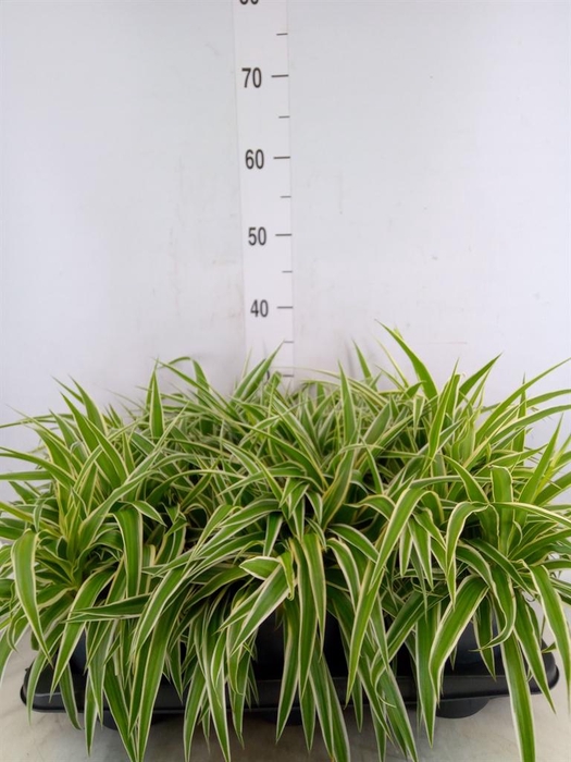 <h4>Chlorophytum com. 'Ocean'</h4>